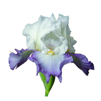 Hongyue imported German iris bulbs jade cicada flowers large spring flowers bare root potted flowers good for feeding the balcony