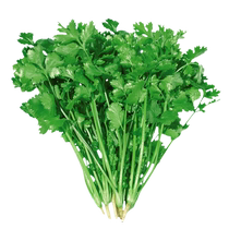 Shouhe Cuixiang small-leaf coriander seeds vegetable seeds 50g rapeseed green vegetables balcony seeds four seasons vegetable seeds