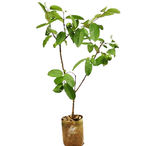 Guava tree seedlings red heart guava saplings southern planting courtyard potted plants ground planting with soil balls shipped