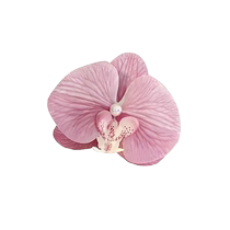 Phalaenopsis edge clip grab clip atmospheric photo-shooting hair clip beach vacation hair accessory shark clip plumeria flower