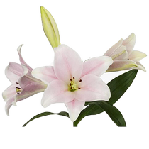Hongyue imported lily bulbs with double petals spring and autumn perfume four-season potted plants are recommended for novices and are easy to grow.