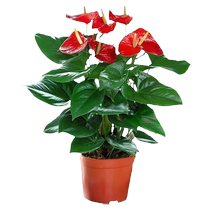 (One piece) Hydroponic anthurium and white palm potted plants are smooth sailing. Flowers and plants are easy to grow indoors in all seasons.