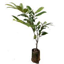 Chestnut seedlings planted in the ground in the south and north in the courtyard basin planted easy-to-live fruit trees and fruit seedlings shipped with soil balls