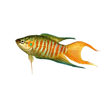 Chinese fighting fish live fish cold water fish fresh water ornamental fish small fish resistant to live giant pup gold national fighting fish fry pet fish