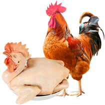 Windy for the Hong Kong farm-raising of the rooster 1 4kg Frozen Earth Chicken Loose and Chicken Fried Chicken Whole Chicken 2 pieces for sale