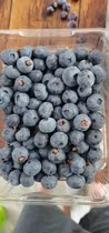 Blueberries planted in their own orchards 45 yuan a pound two pounds from the shipment of SF cold chain to home