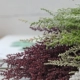 鞠 草草 01760 Trang trại đất Nhật Bản Hoa nhập khẩu Bộ dụng cụ DIY Mũ cô dâu - Phụ kiện tóc kẹp tóc hàn quốc cho bé