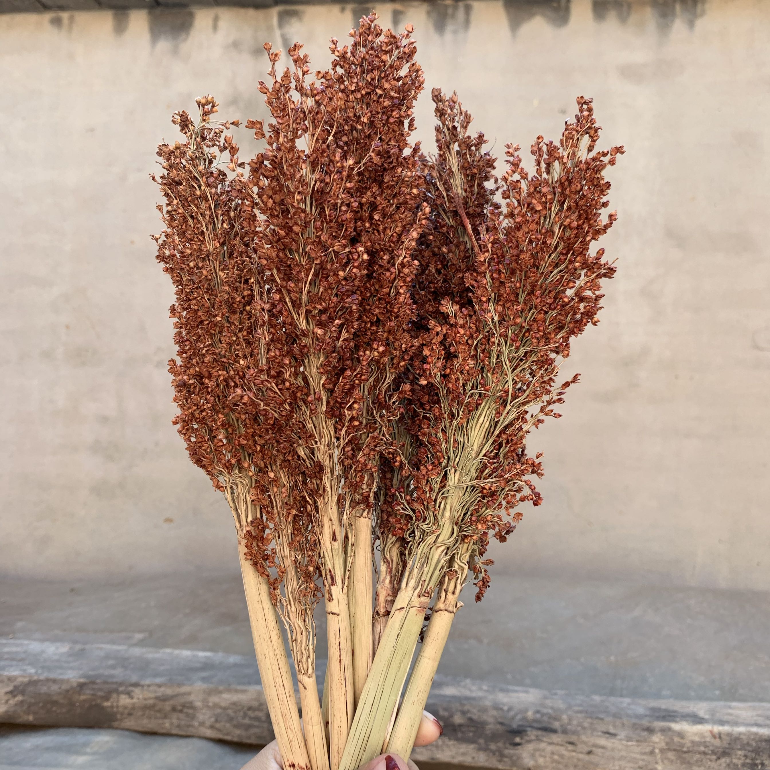 10 seedless large shell sorghum ear decoration photo props performance background red sorghum short pole