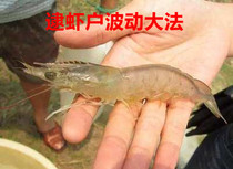 Shrimp House Futures Masters Fluctuate Great Law 3-one million to earn ten million Repan Video Course HD No Bless