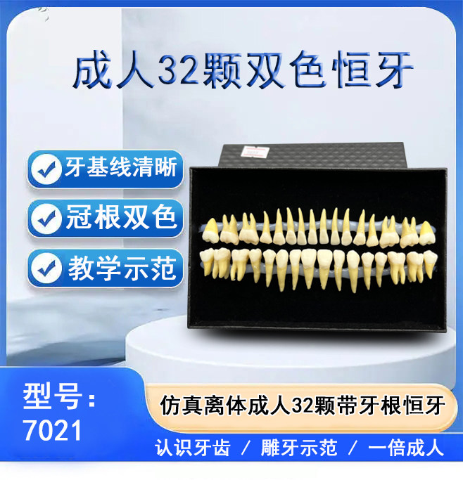 牙科口腔科学生双色离体牙 解刨全28颗恒牙带牙根32颗 牙齿模型