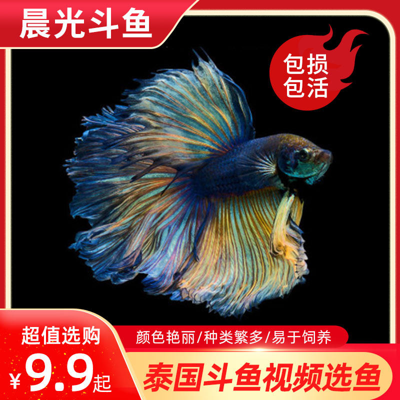 Thailand semi-moon fish picking boutique fish selection class grade big ear and half month imported viewing tropical fish living