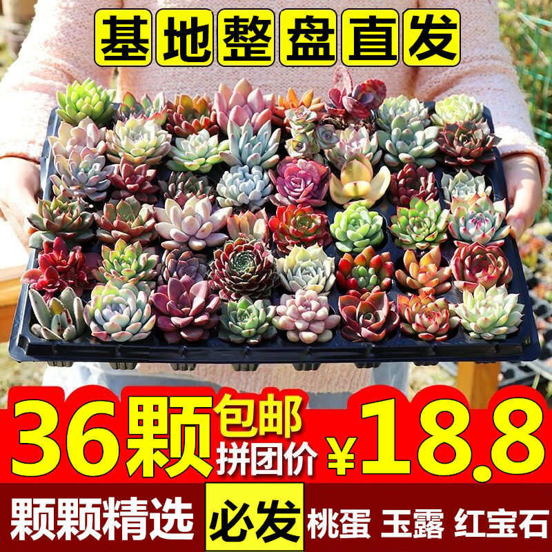 Multi-meat plant potted plant Composition Peach Egg Jade Dew Ruby Gidola Green Plant Flowers Horticulture
