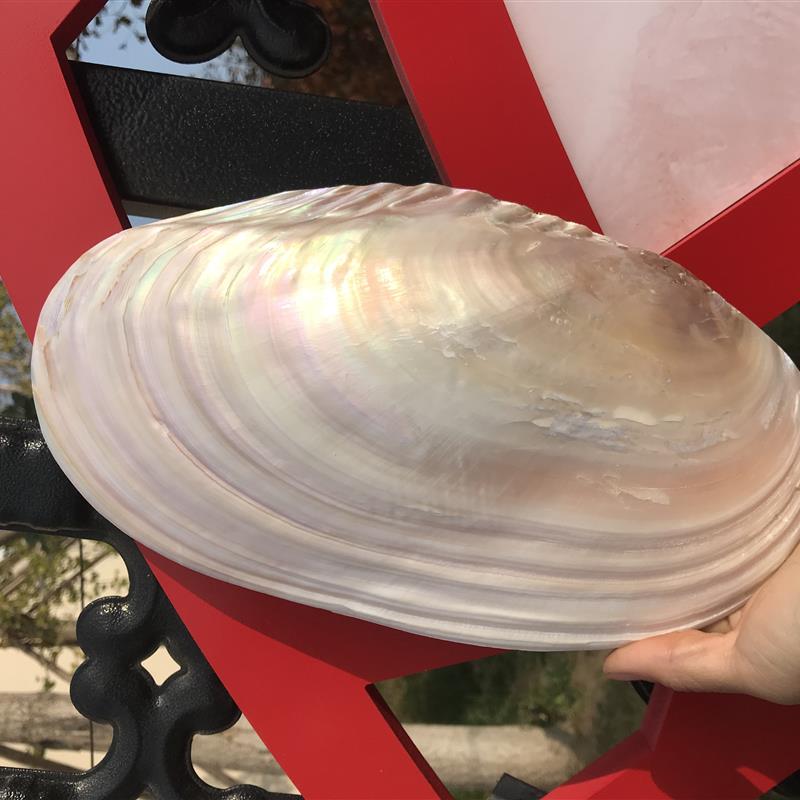 22-25 cm dazzling large size thick leather pearl mussel shell monolithic pearl mussel able to make dinner plate natural great shells-Taobao
