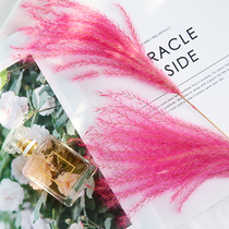 ins Pink reed dried flower posing shooting props ornaments photo props girl net red photography background