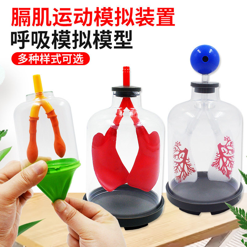 膈肌运动模型人体器官肺呼吸原理演示初中七年级生物材料包