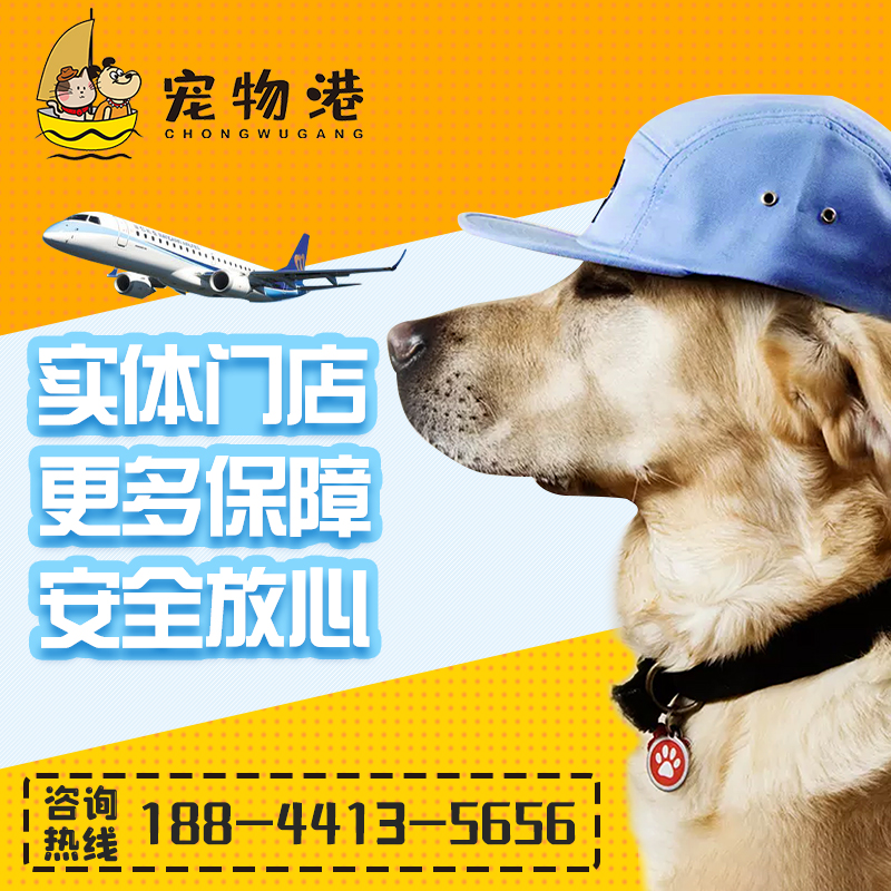 Changchun pet air transport pet consignment mail transport physical store ten-year-old store agency procedures