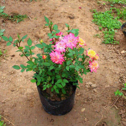 Balcony desktop miniature rose flower seedlings potted small multi-colored diamond roses with many gorgeous colors and super can bloom multiple heads