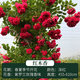 Woody flower seedlings Qilixiang potted climbing vines strong fragrance four seasons sweet mahogany flower seedlings rose climbing flowers