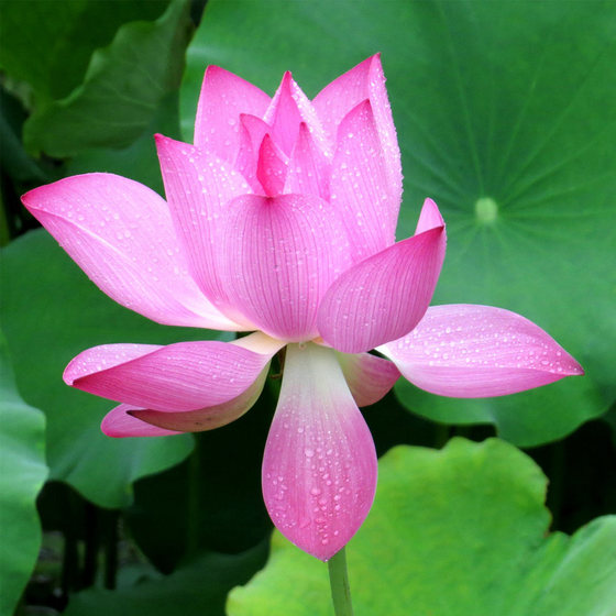 Edible lotus potted water bucket water tank planting lotus root family indoor and outdoor small lotus pool water to raise lotus seedlings