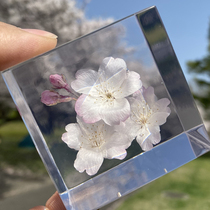 Japanese cherry blossom cube specimens handmade high-end ornaments birthday gifts Valentines Day gifts for girlfriends