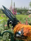 Цвет имитируемый петух украшения смола животный забор сад сад входные дверь