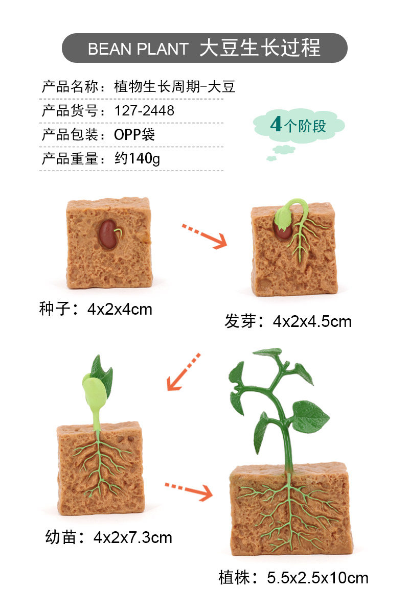 仿真动物植物生长过程模型种子大豆成长周期儿童早教科教玩具