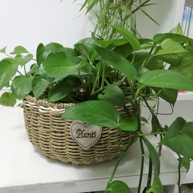 Best selling American country pastoral grass weaving willow weaving and rattan weaving flower arrangement flower basket succulent small flower pot creative green dill pot