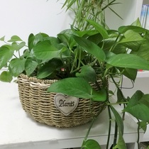 Hot sale American country pastoral grass woven willow woven Rattan woven flower arrangement Flower basket fleshy small flower pot creative green dill pot