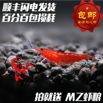 Quality shrimp shop Extreme fire male shrimp live species shrimp elimination purification and breeding ornamental shrimp algae removal about 1 5cm