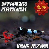 Quality shrimp shop pure blood black king kong shrimp Crystal shrimp live shrimp blue ornamental shrimp 0 8-1 2cm Color random