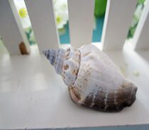 ★Natural Marine Snail Shells Black Mouth Spiro Black Sea Snail 3-4 cm