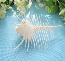 Natural sea snail sea snail 9-12 cm Venus bone snail multi-spirosto