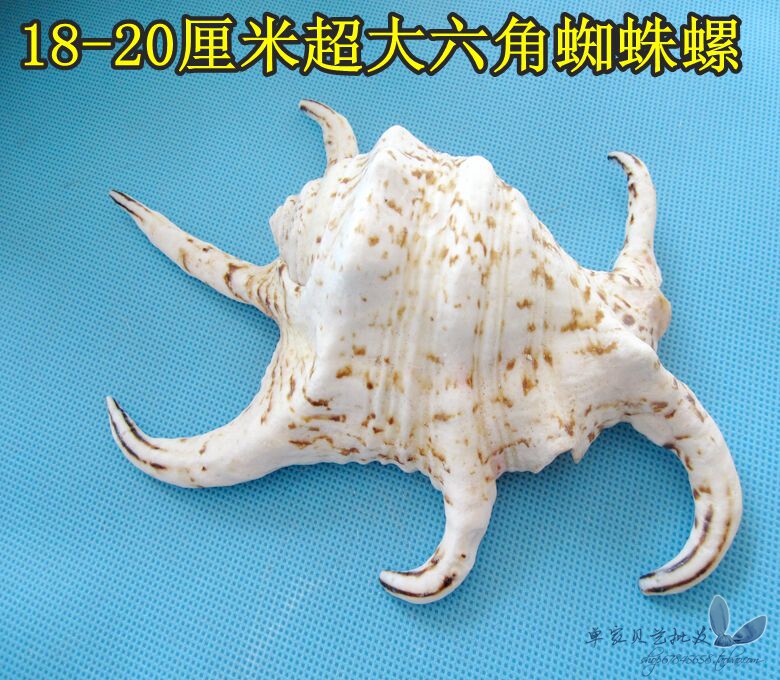 Natural sea snail shells 18-20 cm extra-large hexagonal spider spiropotted plants