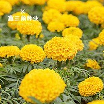 Marigold Chrysanthemum Seed Flowers Seed Seeds Summer Flowering Outdoor Scorpion Green Potted Plants Summer Planting of Cold Flowers Breeds