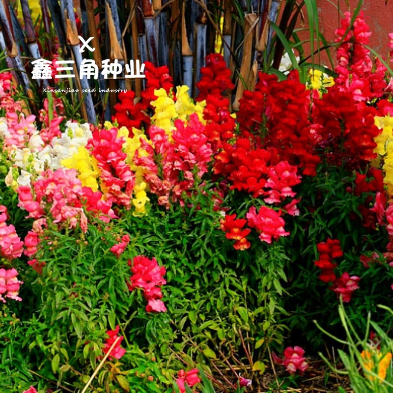 金魚草花種子宿根草本花種籽子四季開花室外耐陰花草易活多年生