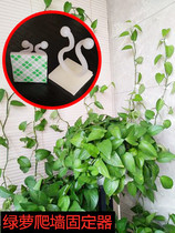 Plant green plant Greener Fixer Climbing Wall God home No Mark climbing Vine Hook Indoor Green Basket Snap Clip