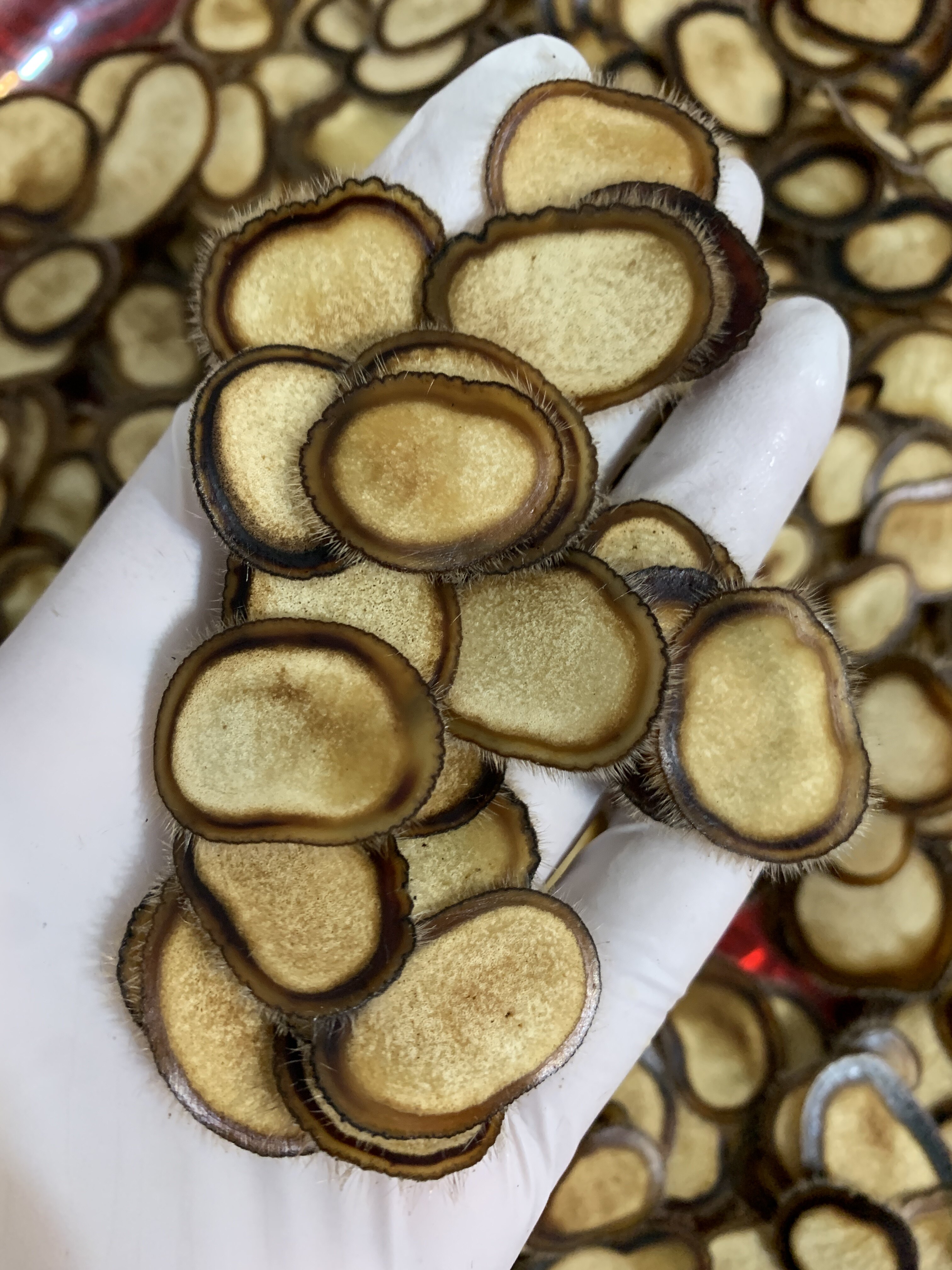 Jilin sika deer antler blood-containing antler tablets first-class semi-wax tablets dry enough 10 grams Northeast sika deer antler