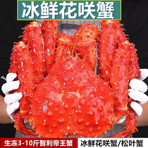 Extra large king crab iced fresh pepper crab seafood live frozen 3 to 10 pounds extra large crab snow crab long-legged crab king crab