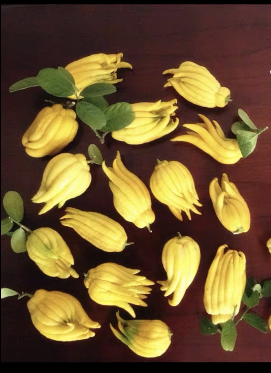 (Buddhist hand small fruit) golden huaver hand Buddhist hand small fruit clear for the play and ornamental with branches hydropony purifying environment