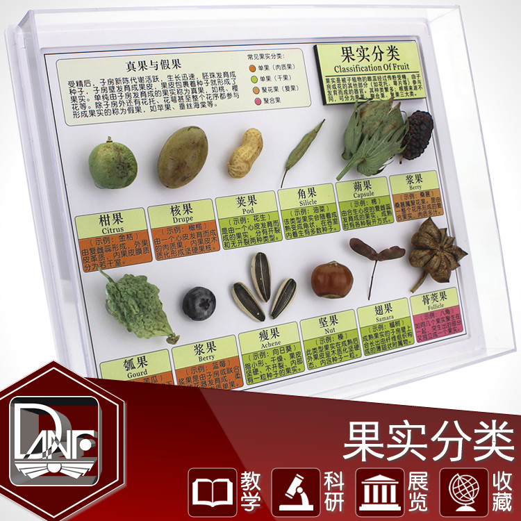 DF-8890植物果实分类标本 科学实验教材环保教育用书