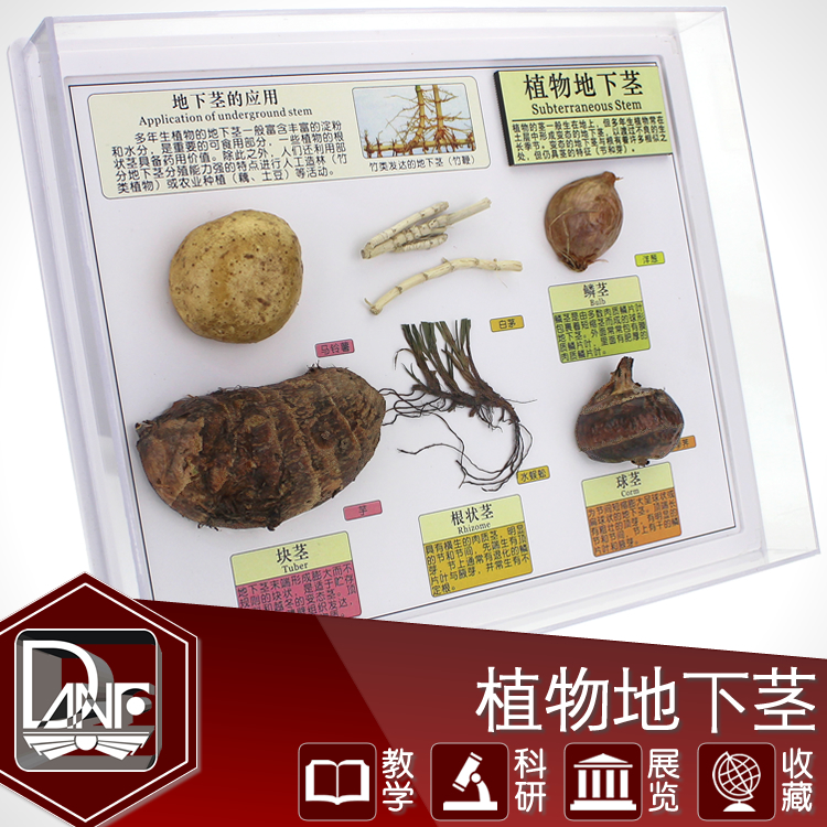 植物地下莖類型標本莖的變態自然生態教學設備高校中學科學教材