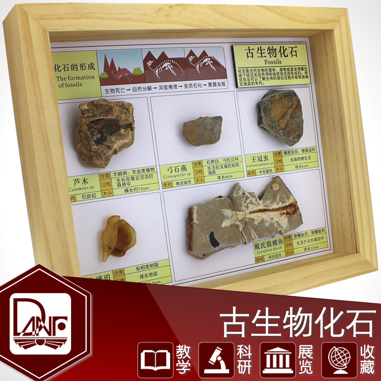 化石标本 物理 地理 环保实木 自然 生物 科学 儿童启蒙 创意礼品
