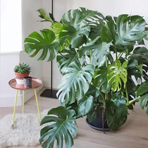 Turtle bamboo green plant potted seedlings Hongyue yin-resistant large leaves purify the living room indoor air formaldehyde-absorbing leaf viewing plants