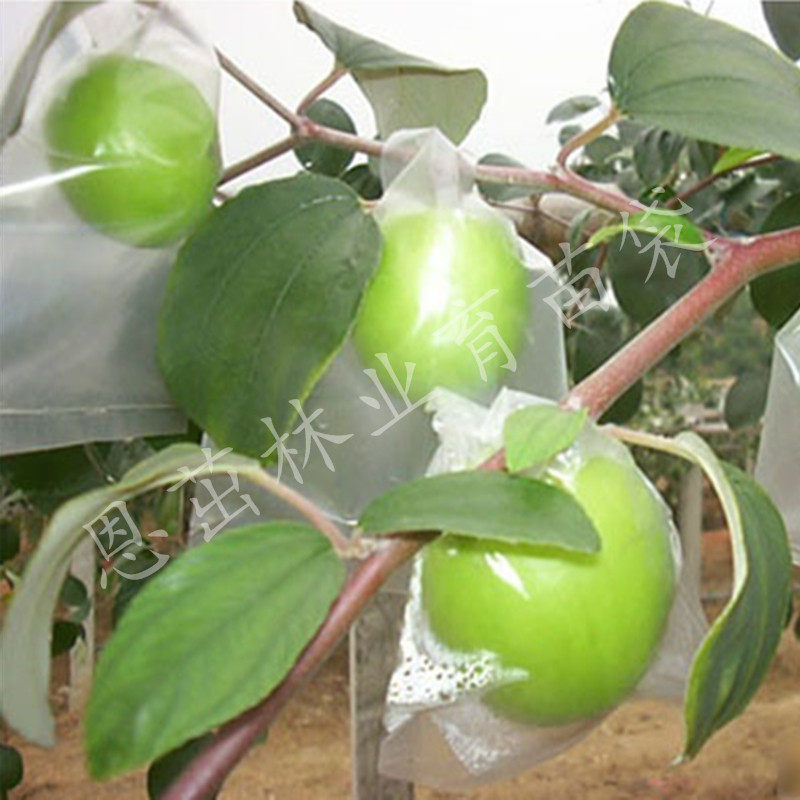 Сумки jujube 2.jpg