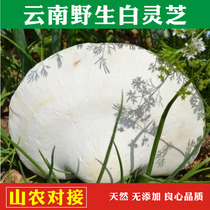 Wild raw white lingzhi white side birch exfoliating bacteria birch drop holes white jade lingzhi 500 gr