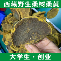 Tibetan wild mulberry tree mulberry yellow can cut block powder 100g mulberry yellow health products free of charge