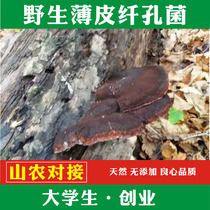 Wild thin skin cilium bacteria thin pinhole bacteria thin pileback bacteria thin skin lingzhi 250g