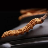 [10 граммов] Hancaohui 19 лет новой травы тибетские cordyceps sinensis 5/грамм cordyceps cordyceps cordyceps cordycepss