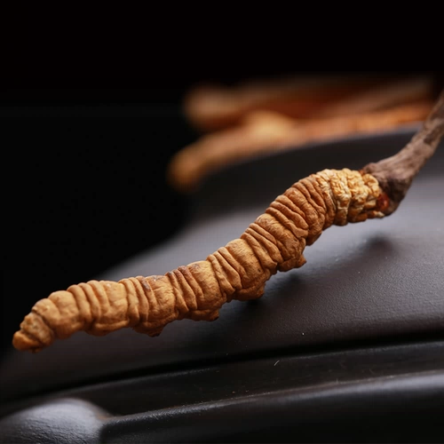 [10 граммов] Hancaohui 19 лет новой травы тибетские cordyceps sinensis 5/грамм cordyceps cordyceps cordyceps cordycepss