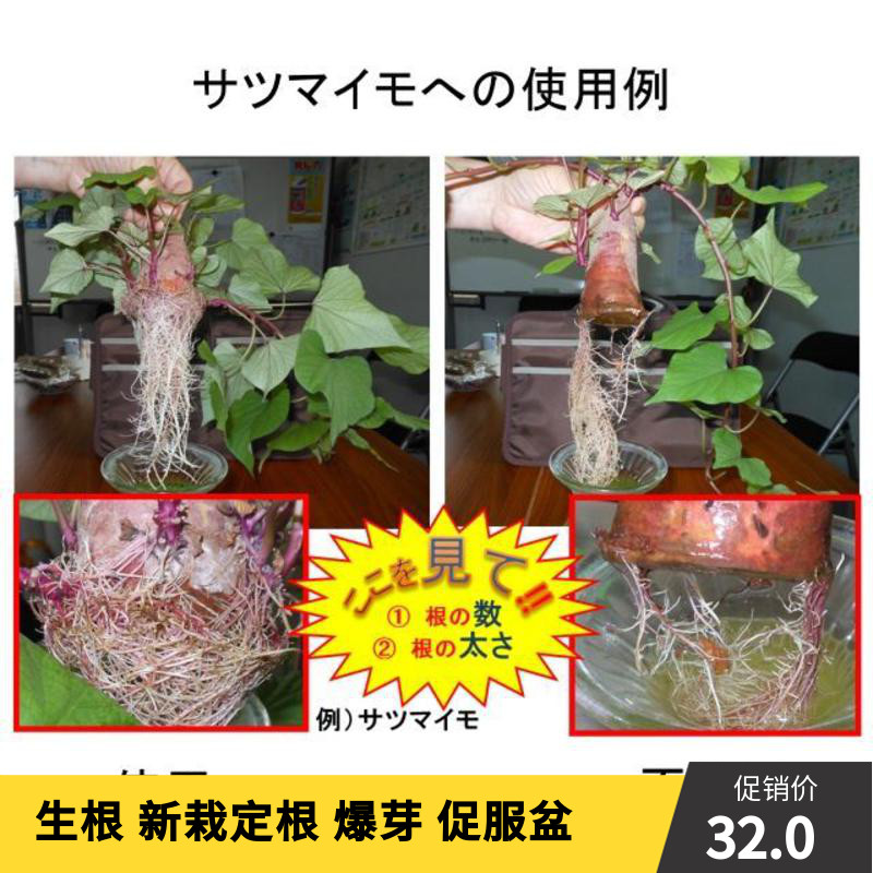 Hair Root Force Powerful Hair Roots Root Roots Long Root Plant Transplant Swap Basin Growth Inability To Hurt Fixed Root Water